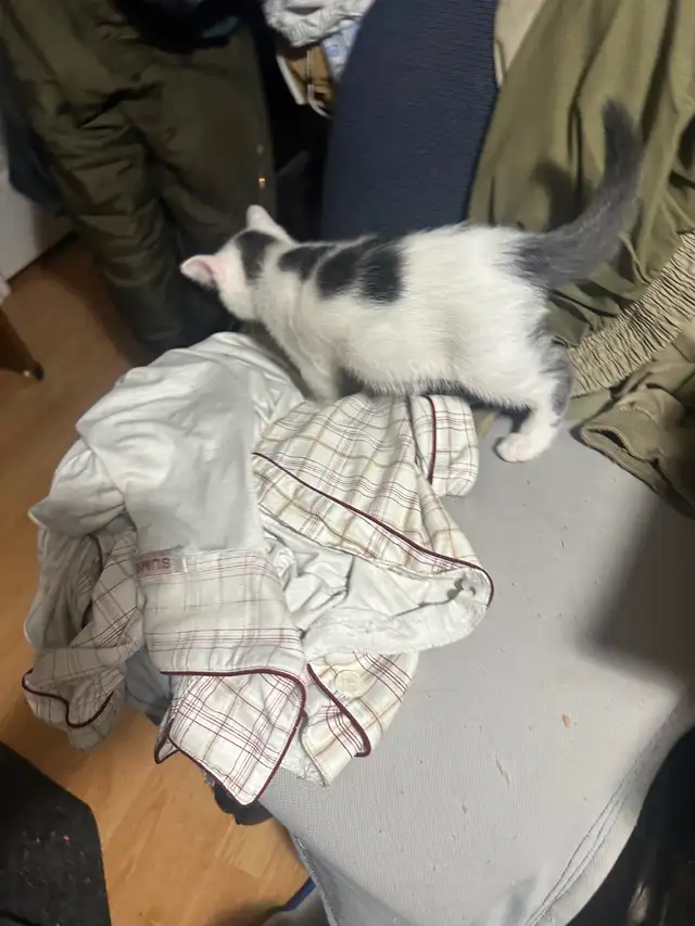 Kittens for rehoming - Photo 3