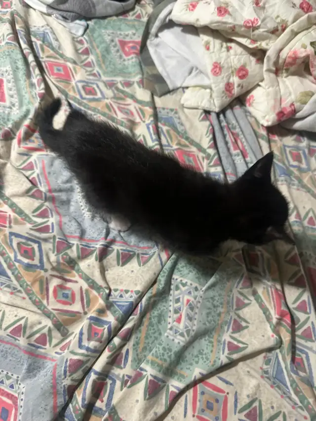 Kittens for rehoming - Photo 4