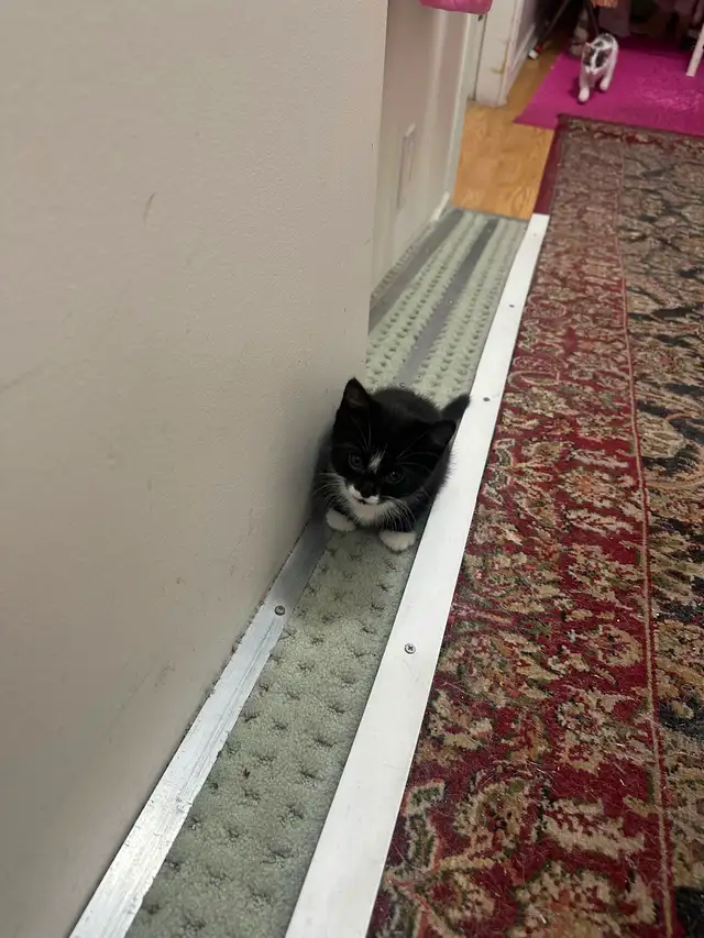 Kittens for rehoming - Photo 5