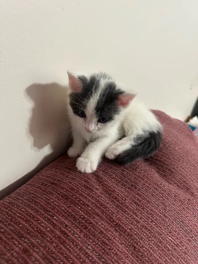 Kittens for rehoming - Photo 6