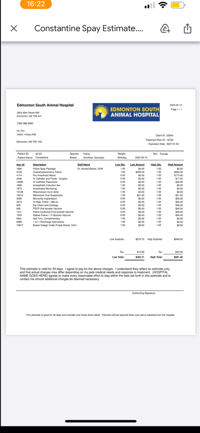 sell Tabby cat - Photo 2