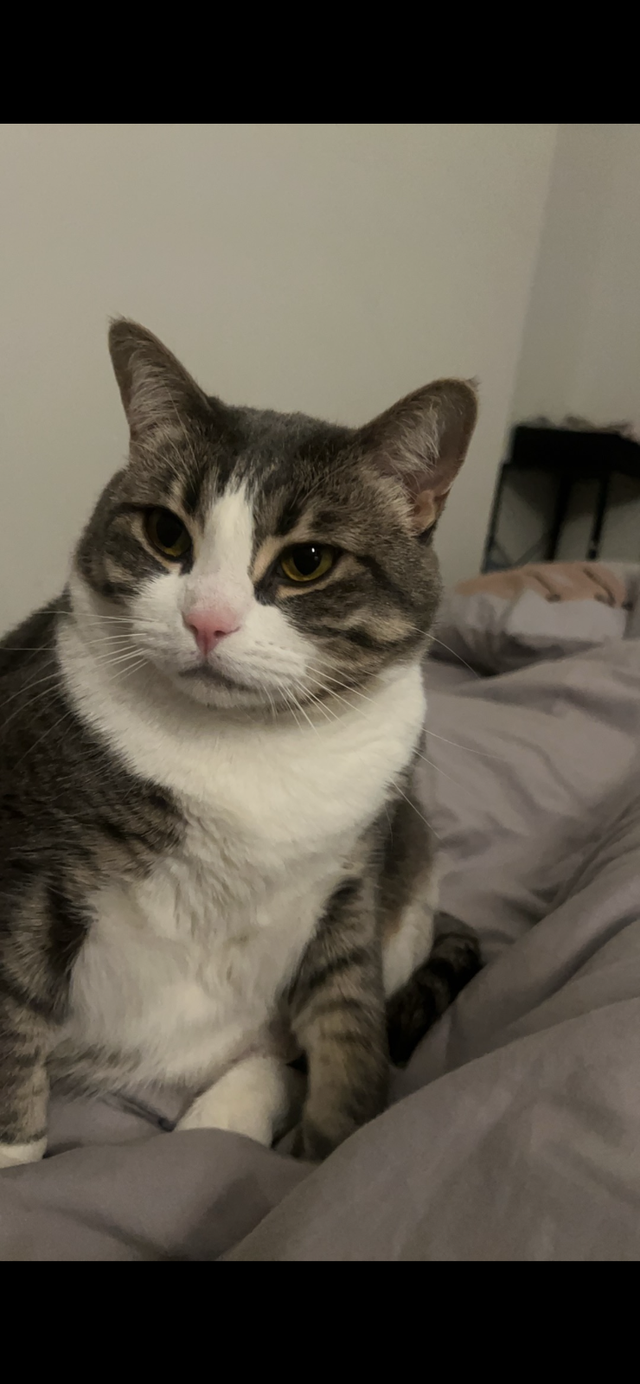 sell Tabby cat - Photo 3