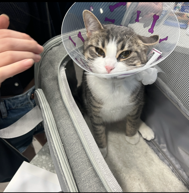 sell Tabby cat - Photo 4