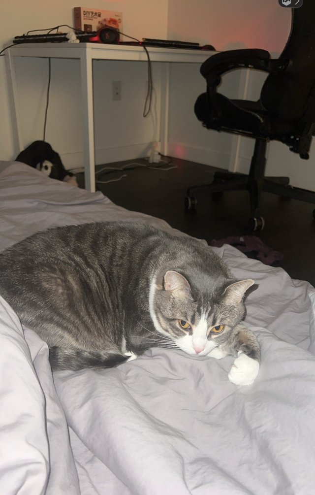 sell Tabby cat - Photo 5