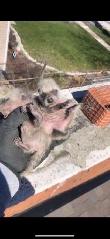 Brothers Wildlife Removal- Squirrels, Raccoons, Skunks