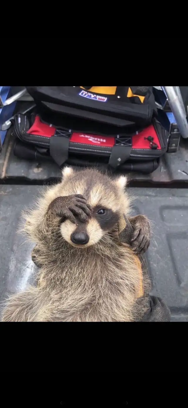 Brothers Wildlife Removal- Squirrels, Raccoons, Skunks - Photo 3