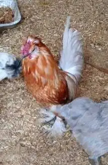 Silkie mix rooster - Photo 2