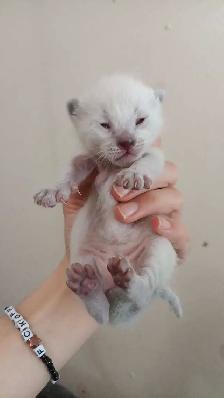 LAST MALE SIAMESE KITTEN