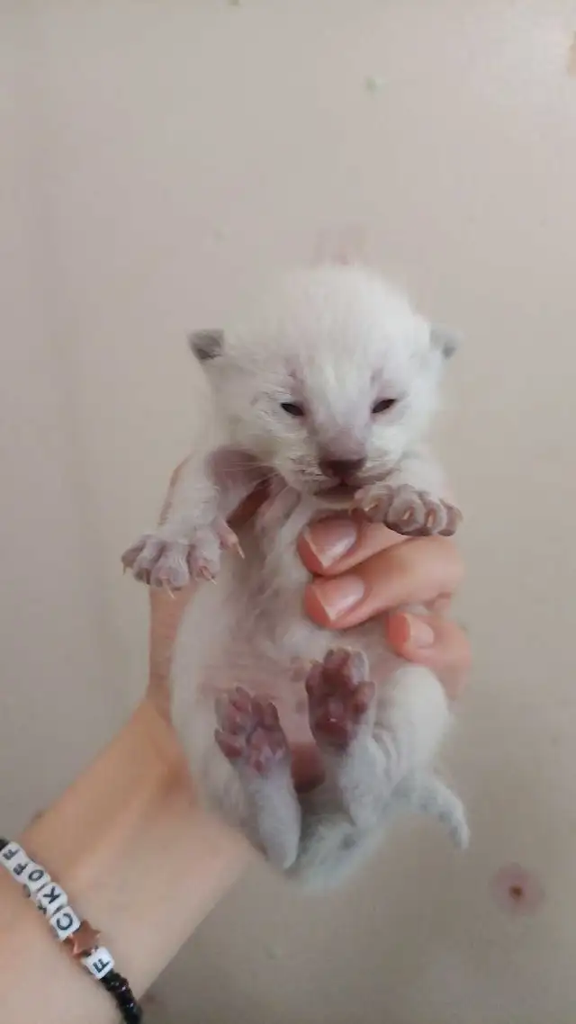 LAST MALE SIAMESE KITTEN - Photo 2