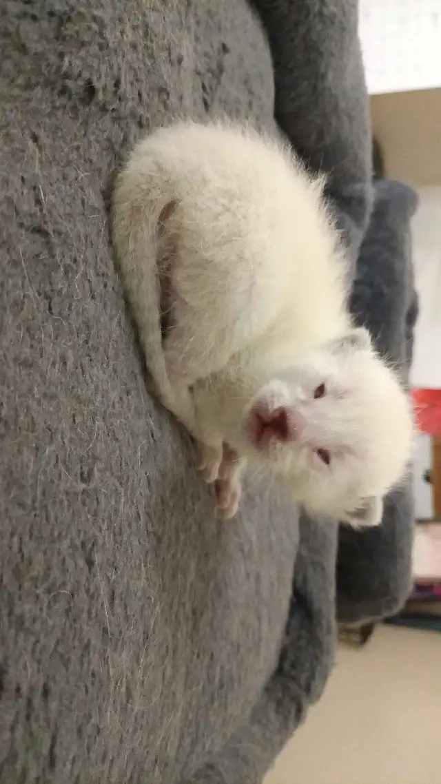 LAST MALE SIAMESE KITTEN - Photo 3