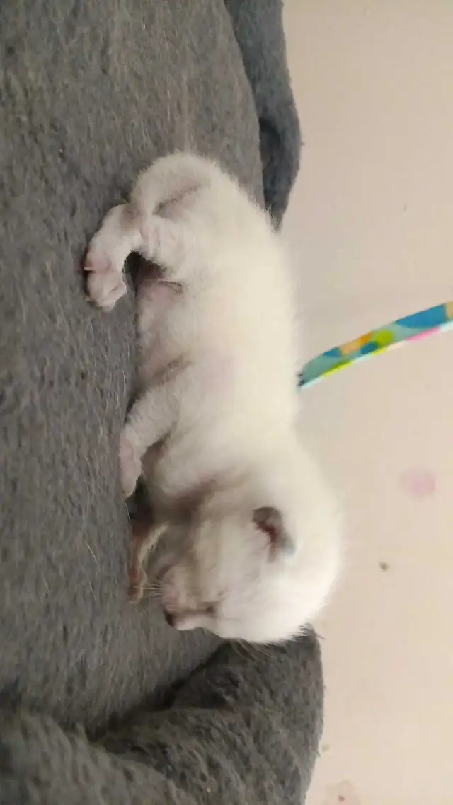 LAST MALE SIAMESE KITTEN - Photo 4