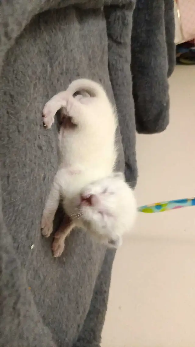 LAST MALE SIAMESE KITTEN - Photo 6