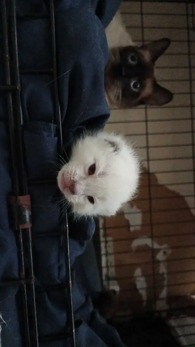 LAST MALE SIAMESE KITTEN - Photo 9