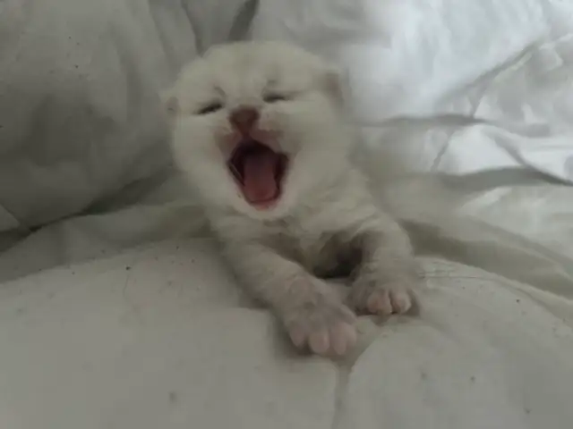 "Silver Shaded British Shorthair Kittens"