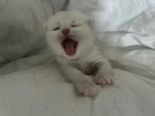 "Silver Shaded British Shorthair Kittens"