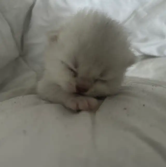 "Silver Shaded British Shorthair Kittens" - Photo 2