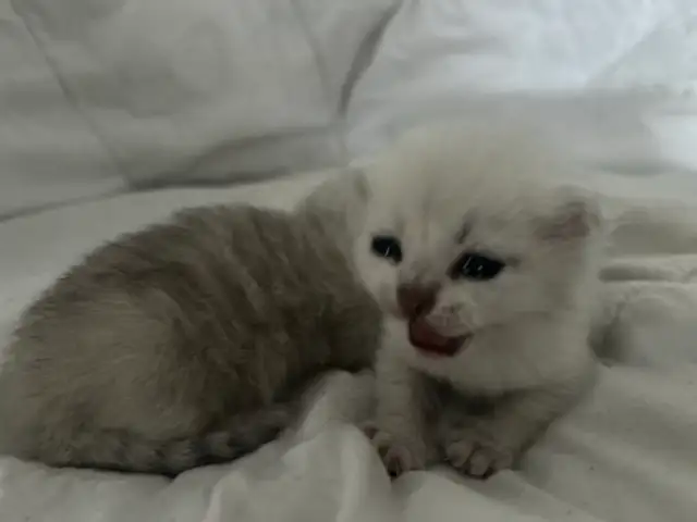 "Silver Shaded British Shorthair Kittens" - Photo 3