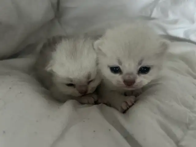 "Silver Shaded British Shorthair Kittens" - Photo 4