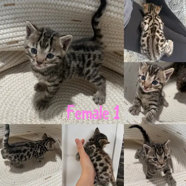 Bengal kittens