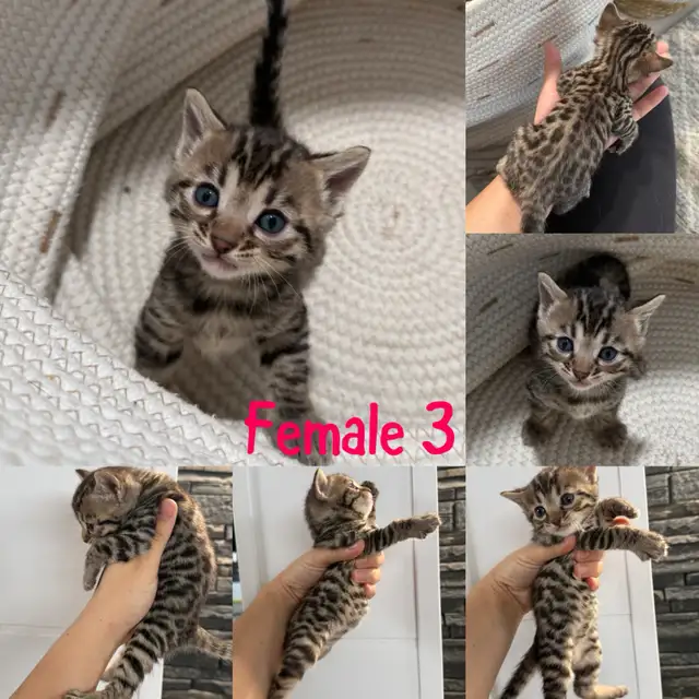 Bengal kittens - Photo 2