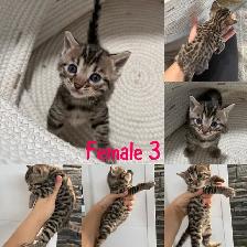Bengal kittens - Photo 2
