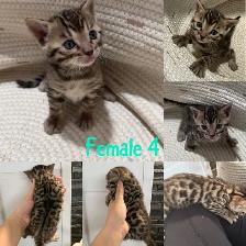 Bengal kittens - Photo 3