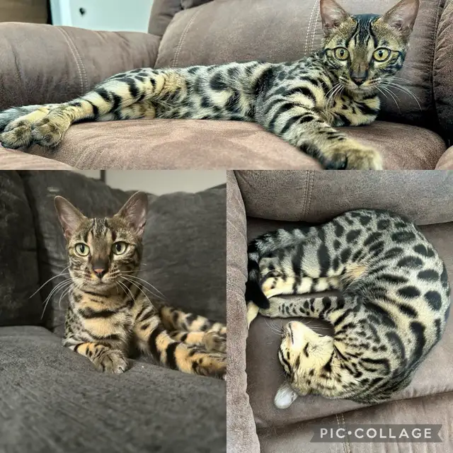 Bengal kittens - Photo 4