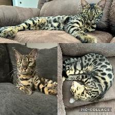 Bengal kittens - Photo 4