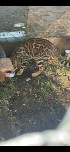 Bengal kittens - Photo 5