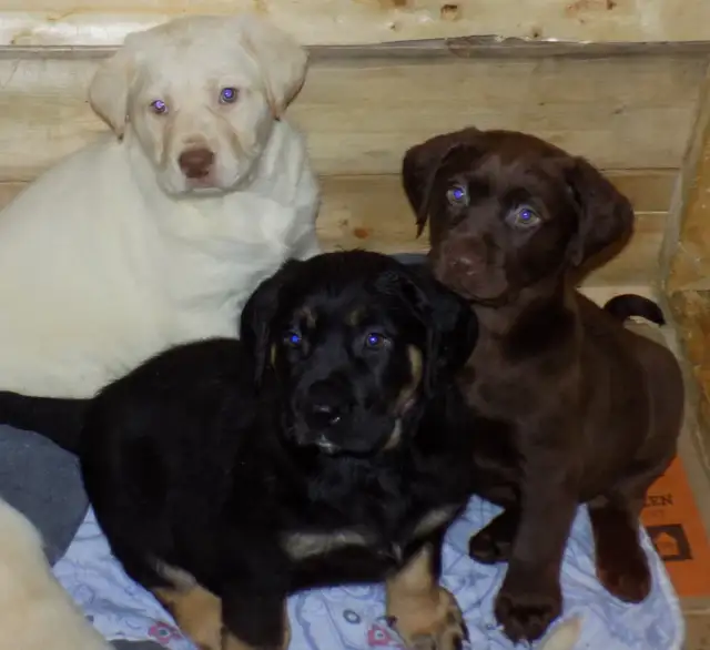 BEAUTIFUL LABRADOR RETRIEVER PUPPIES READY!