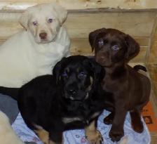 BEAUTIFUL LABRADOR RETRIEVER PUPPIES READY!