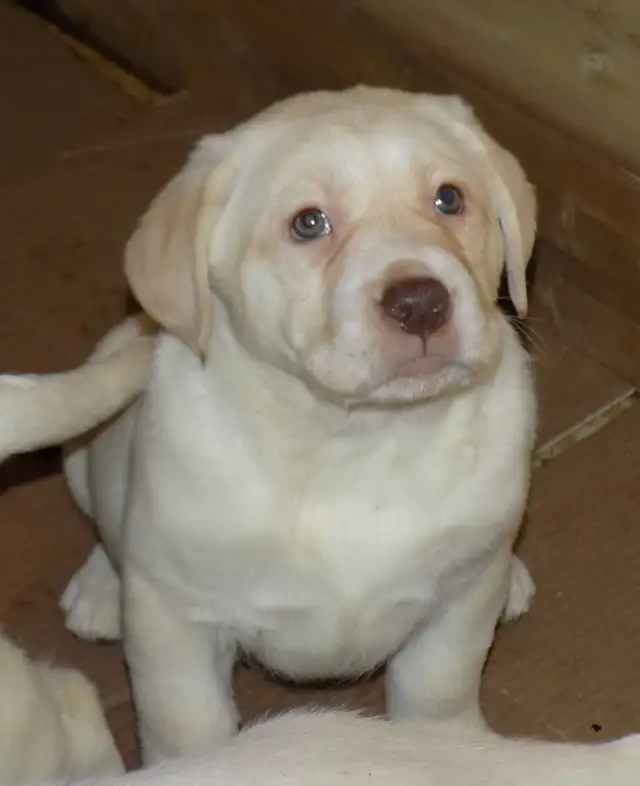 BEAUTIFUL LABRADOR RETRIEVER PUPPIES READY! - Photo 2