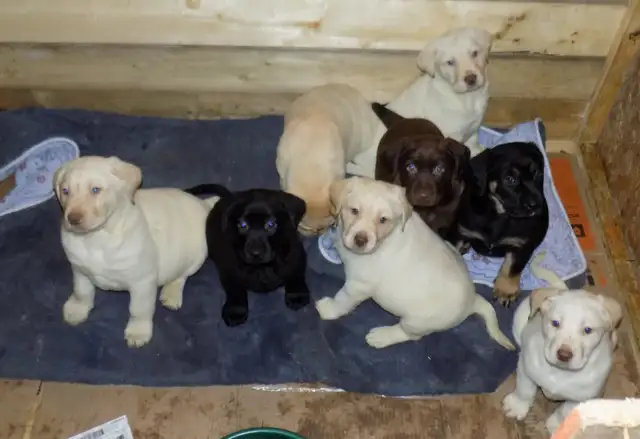BEAUTIFUL LABRADOR RETRIEVER PUPPIES READY! - Photo 3