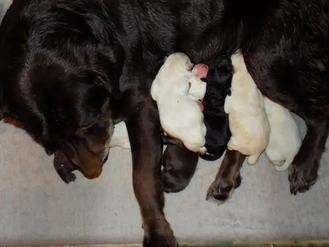 BEAUTIFUL LABRADOR RETRIEVER PUPPIES READY! - Photo 5
