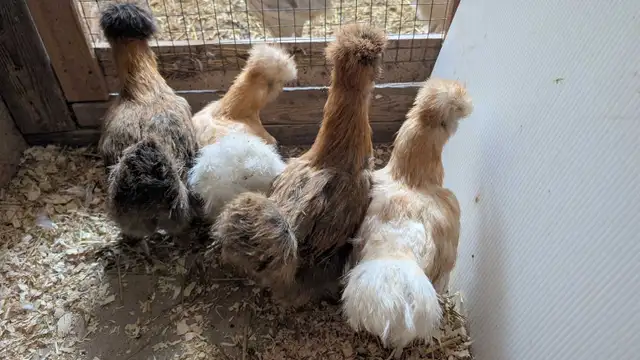 silkie hens