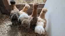silkie hens