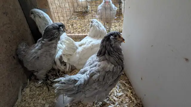 Americana pullets