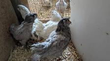 Americana pullets