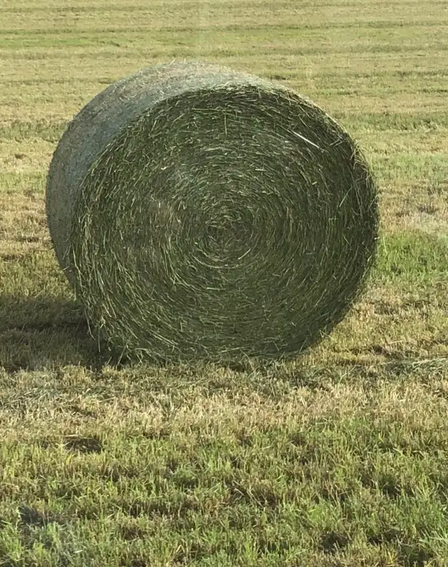 Hay For Sale