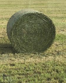 Hay For Sale