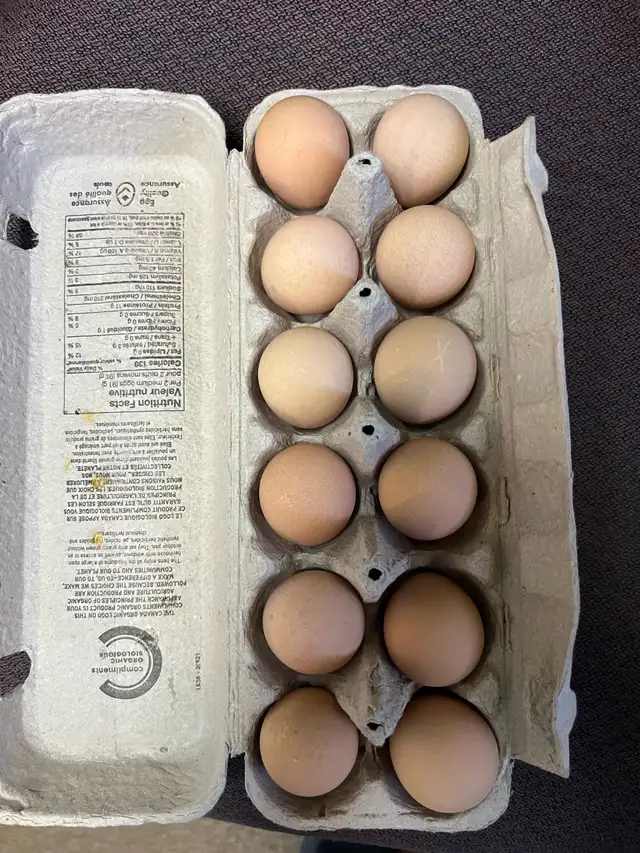 Guinea hatching eggs