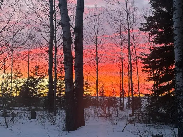 tree removal and stump grinding serving turtle lake and area - Photo 2