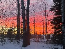 tree removal and stump grinding serving turtle lake and area - Photo 2