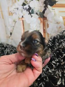 YORKSHIER TERRIER PUPPIES ( Blue Merles) - Photo 9