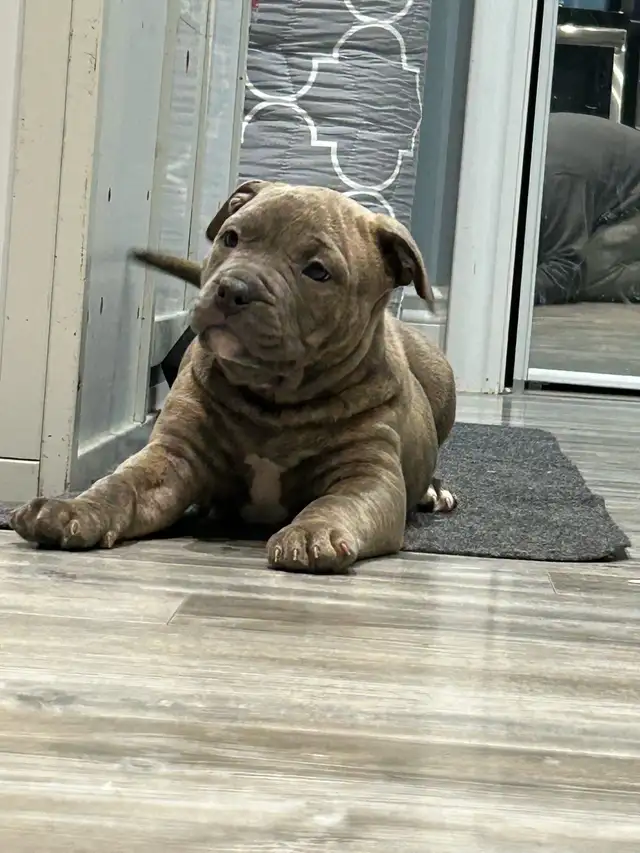 American bull dog - Photo 2