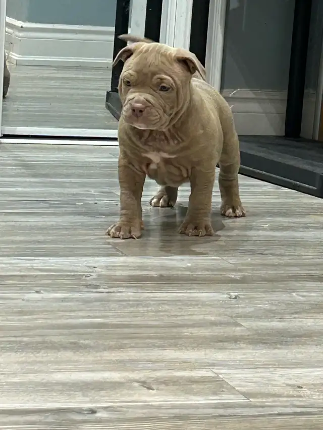 American bull dog - Photo 3