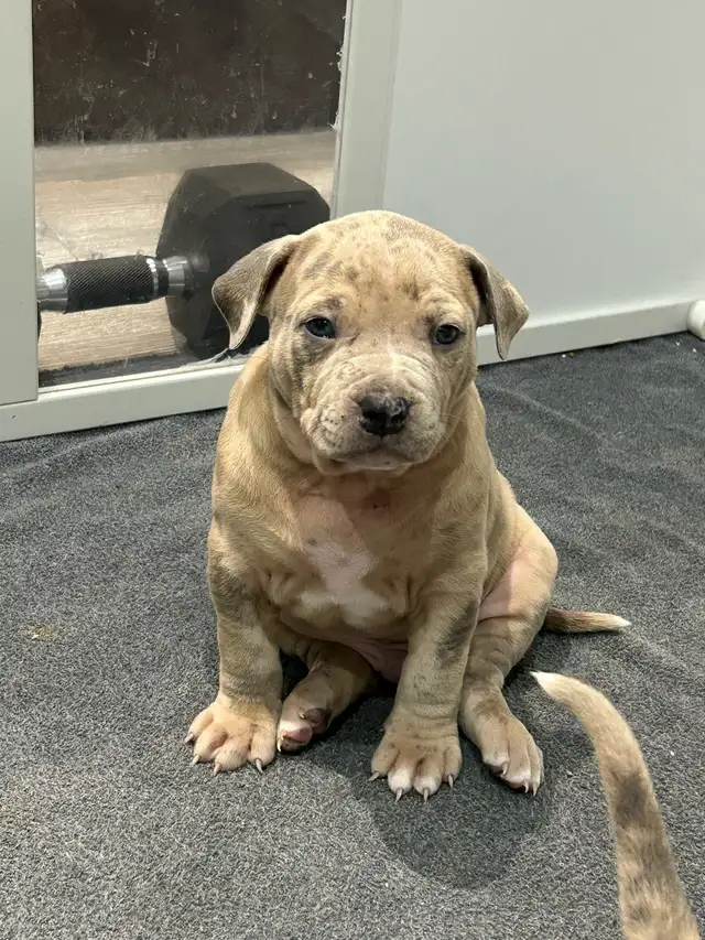 American bull dog - Photo 4