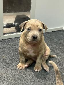 American bull dog - Photo 4