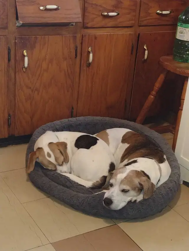 Looking for a ride to Halifax