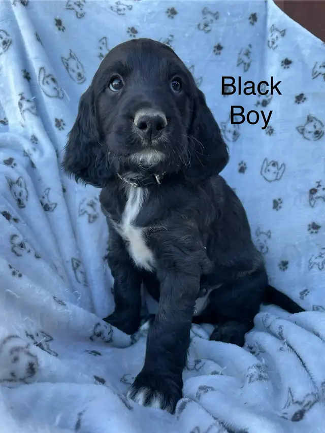 Irish/ English Setters